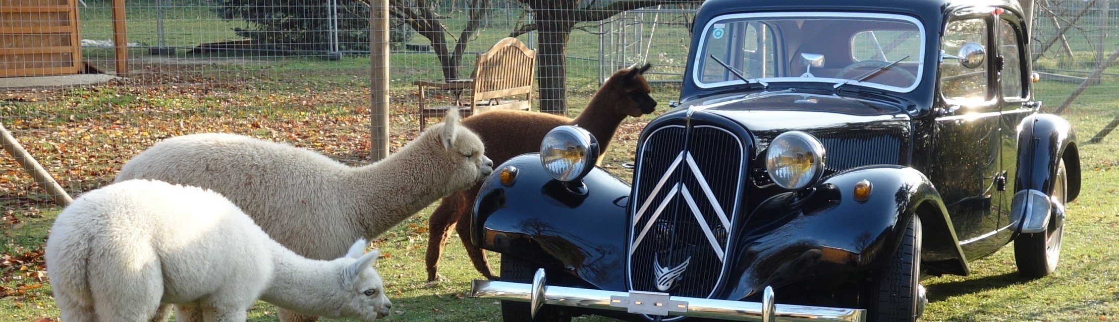 traction_alpaca